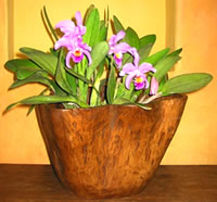 Teak Wood Flower Vase Java Indonesia