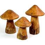 Teak Wood Mushrooms