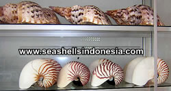 Seashell Crafts from Indonesia