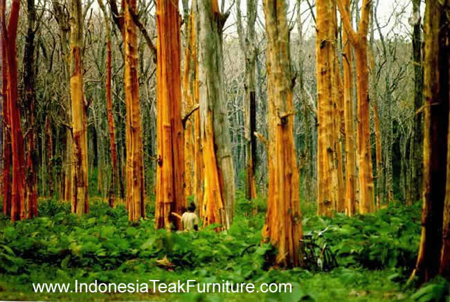 teak plantation