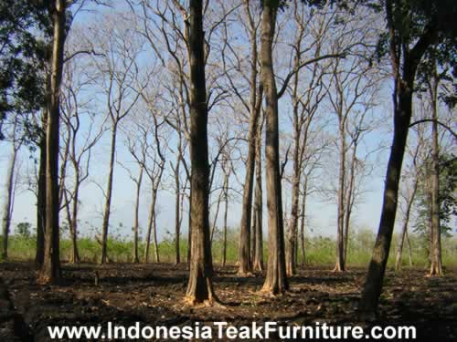 Teak wood plantation in Java Indonesia