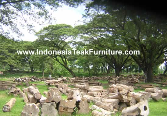 Teak wood plantation in Java Indonesia